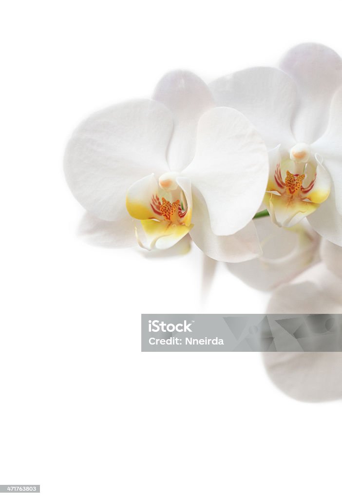 phalaenopsis Flor - Royalty-free Abstrato Foto de stock