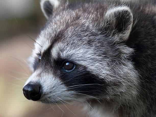 istock Close-up of Racoon's face 471764689