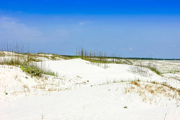 le dune di sabbia a cumberland island, georgia - sand dune cumberland island beach sand foto e immagini stock