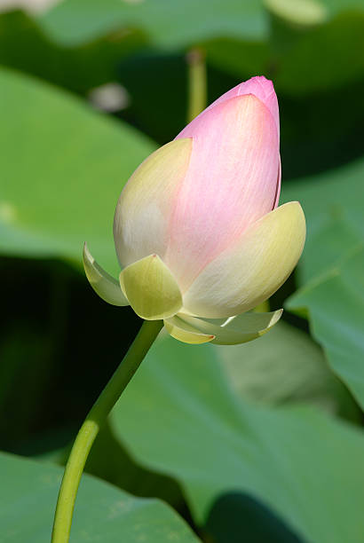 istock Bud of sacred lotus 471764725