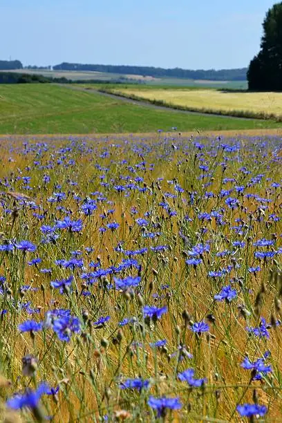Field with blossoming blue cornflowers in summer in front of a idyllic rural landscape