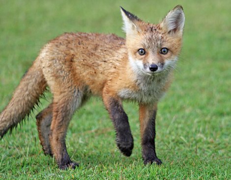 Photo taken in NE Mississippi in 2006.  Young Red Fox pup in early evening.