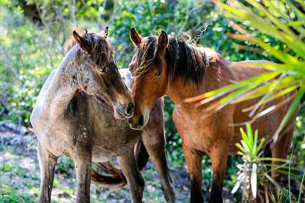 The wild horses of Cumberland Island GA Cumberland Island, GA, USA - April 28, 2014: The horse are a band of ferel animals, descendants from the horses brought by the English in the 18th century cumberland island georgia photos stock pictures, royalty-free photos & images