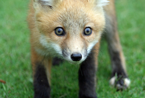 This young Red Fox has a white patch on his back foot.  Taken in NE Mississippi.