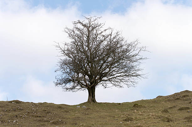 lone arbre sans feuillage poussent sur terre à distance - bare tree tree single object loneliness photos et images de collection