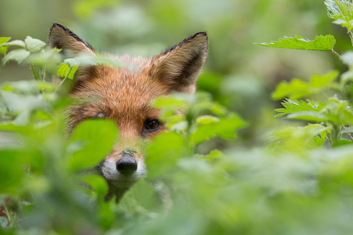 Red Fox (Vulpes vulpes). 
