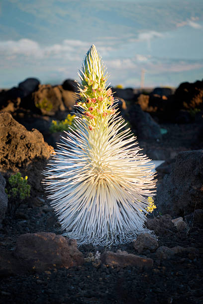 silversword fern na maui - haleakala national park maui nature volcano zdjęcia i obrazy z banku zdjęć