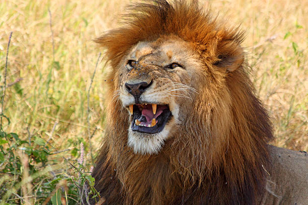 istock Male lion showing teeth 471767737