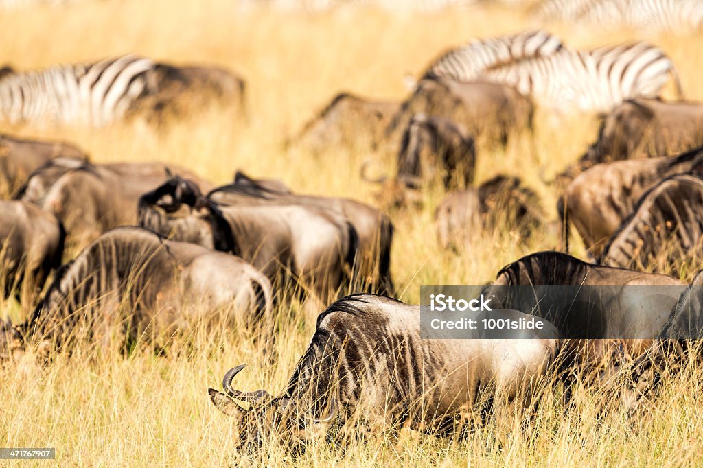 Wildebeests und Zebras-Fütterung - Lizenzfrei Afrika Stock-Foto