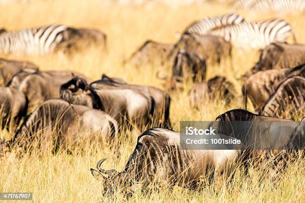 Wildebeests Und Zebrasfütterung Stockfoto und mehr Bilder von Afrika - Afrika, Bildschärfe, Ebene