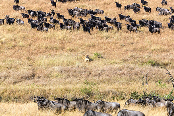 istock Lioness at wild - hunting and watching 471768049