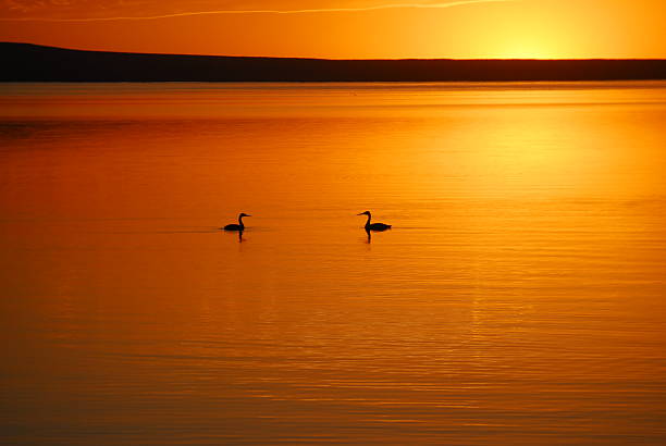 istock swimming in the sunset 471768301