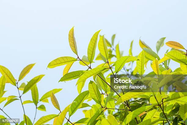Neue Baum Teeblätter Stockfoto und mehr Bilder von Ast - Pflanzenbestandteil - Ast - Pflanzenbestandteil, Baum, Blatt - Pflanzenbestandteile