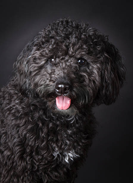 istock Labradoodle photographed in the studio 471768453