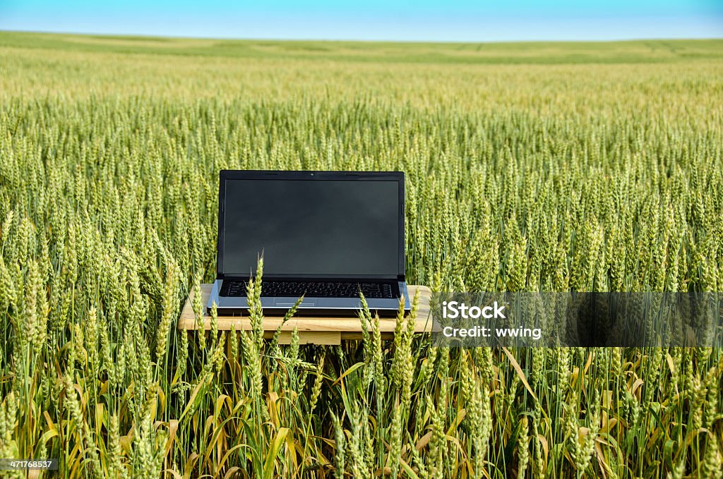 Computer in Wheat Field A laptop computer in a large field of ripening wheat. Copy space on the screen. Agricultural Field Stock Photo