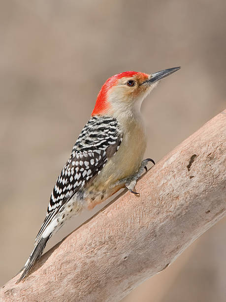 Red-bellied Woodpecker stock photo