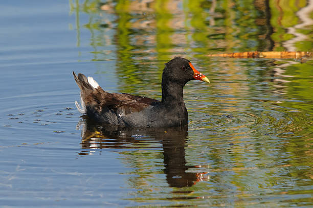 Common Moorhen swiming in a swamp stock photo