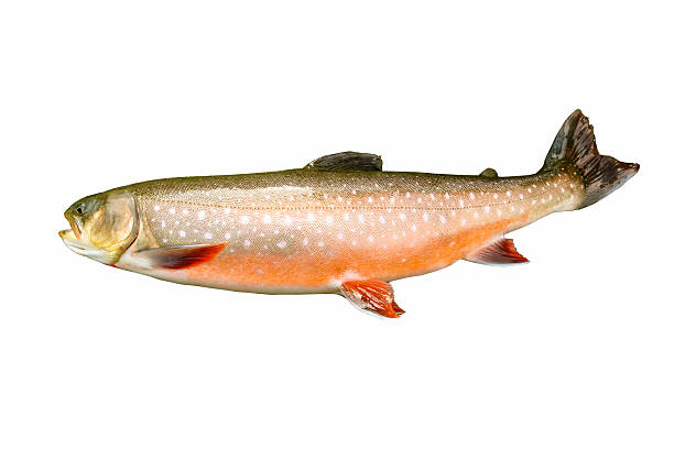 Large Dolly Varden Trout in Spawning Colors Horizontal photo of a rare mature Dolly Varden Trout in spawning colors isolated on white background bull trout stock pictures, royalty-free photos & images