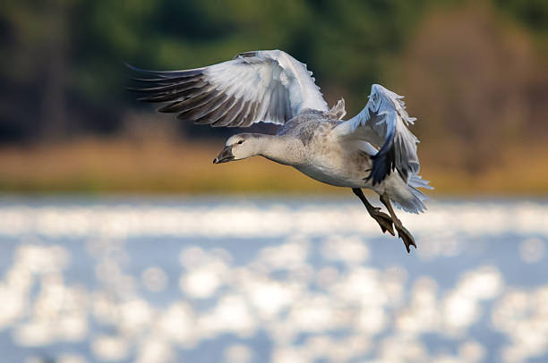 Juvenile snow goose flying over the lake stock photo