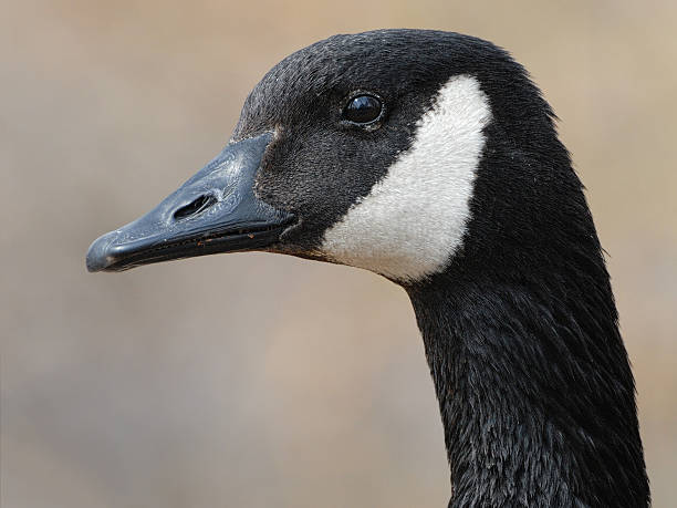 portrait of a canada goose stock photo