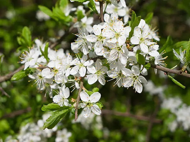 closeup of a flower of a blackthorn, Prunus spinosa blooming