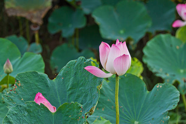 istock Lotus flower plants 471769065
