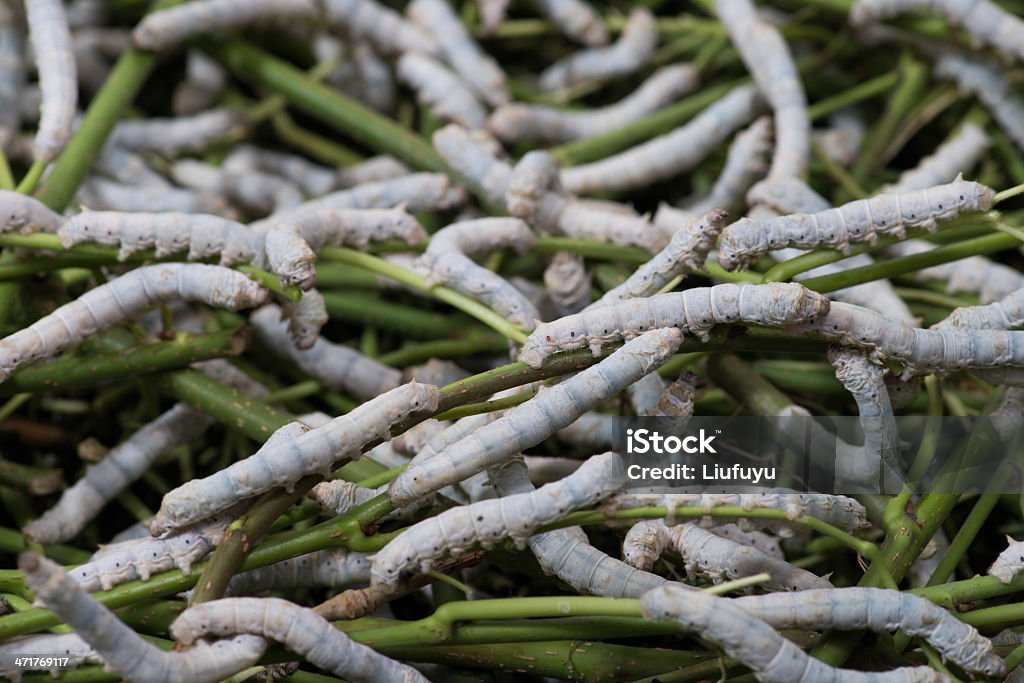 Gusano de seda - Foto de stock de Abundancia libre de derechos