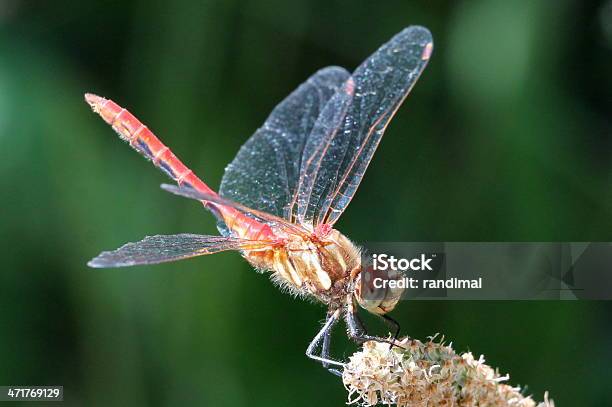 Libellula Profilo Meadowhawk A Righe - Fotografie stock e altre immagini di Ambientazione esterna - Ambientazione esterna, Animale selvatico, Appollaiarsi