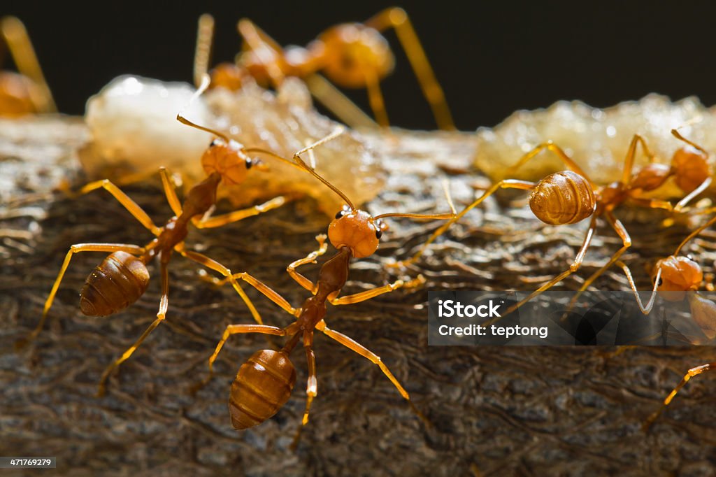 Fourmis rouges Tisserand - Photo de Animal invertébré libre de droits