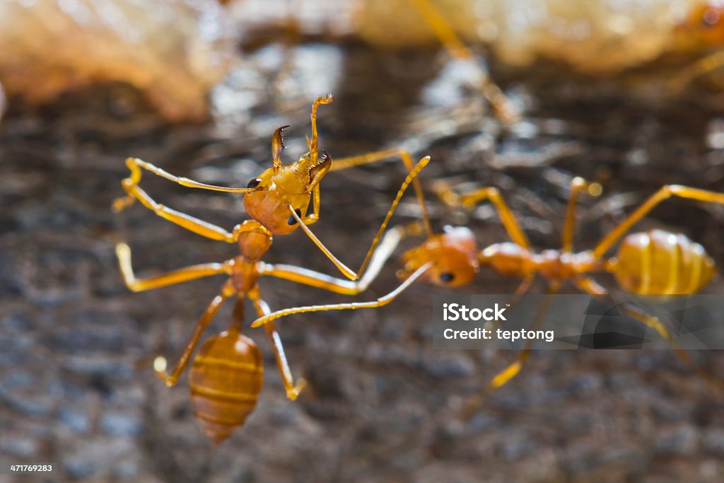 Red weaver formigas - Foto de stock de Animal royalty-free