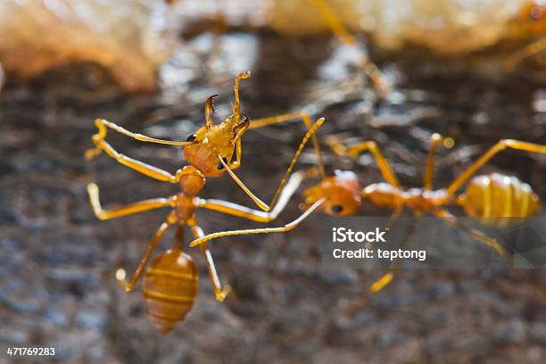Foto de Red Weaver Formigas e mais fotos de stock de Animal - Animal, Animal selvagem, Dente Animal