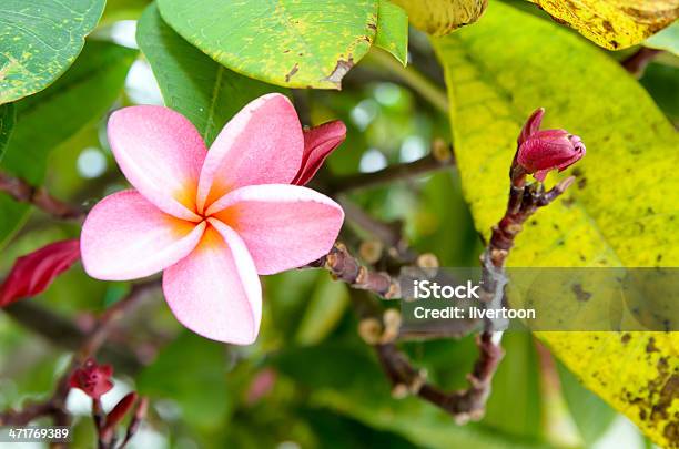 Der Rosa Plumeria Blüte Und Sich Auf Baum Stockfoto und mehr Bilder von Bali - Bali, Blütenblatt, Dekoration