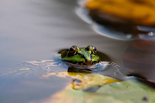 istock frog resting in a swamp 471769483