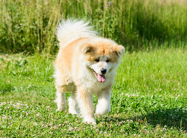 istock Japanese Akita Inu 471769633