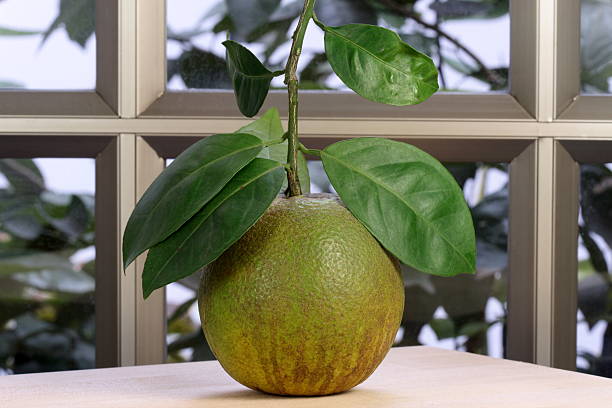 istock organic sweet orange 471769845