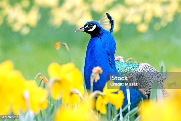 Indian Peafowl Entre Narcissus Flores Foto de stock y más banco de imágenes de Amarillo - Color - Amarillo - Color, Animal macho, Azul