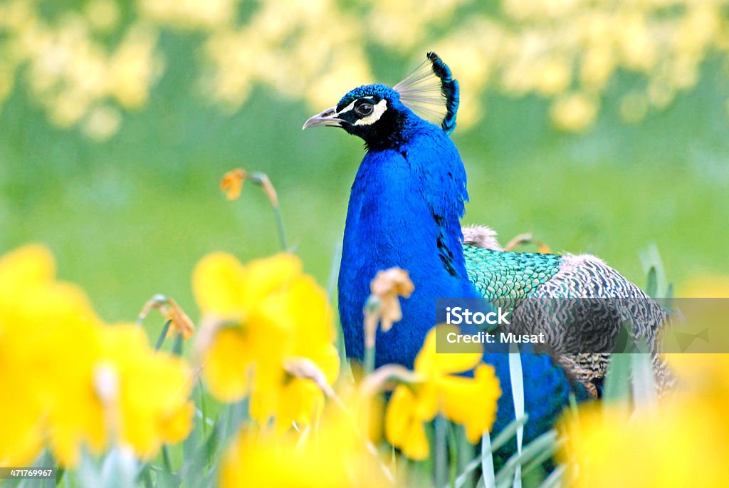 인도어 Peafowl 나르시스 꽃 사이에서 - 로열티 프리 계절 스톡 사진