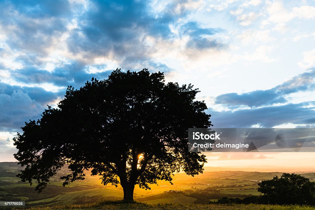 Singolo albero sulle colline toscane - Foto stock royalty-free di Albero