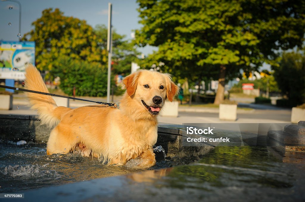 Cão de refrigeração com uma fonte - Royalty-free Andar Foto de stock