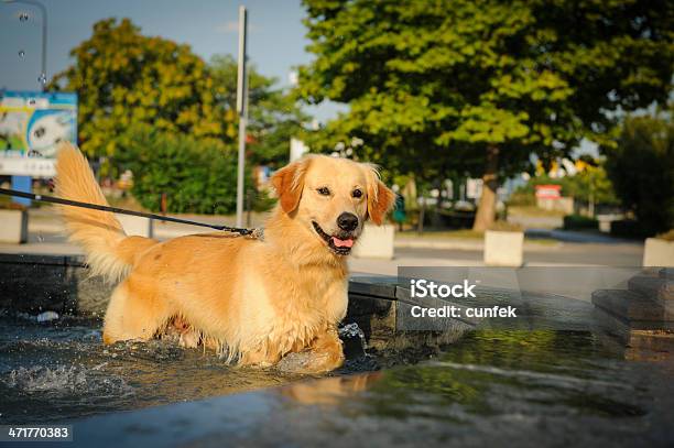 Cão De Refrigeração Com Uma Fonte - Fotografias de stock e mais imagens de Andar - Andar, Animal, Animal de Estimação