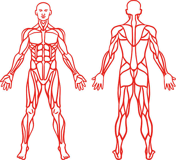 illustrazioni stock, clip art, cartoni animati e icone di tendenza di anatomia del sistema muscolare maschile, esercizio e muscolo guida. - human muscle human arm muscular build body building