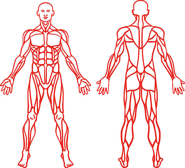 anatomia męski układ mięśniowy, ćwiczenia mięśni i instrukcji. - human muscle human arm muscular build bicep stock illustrations