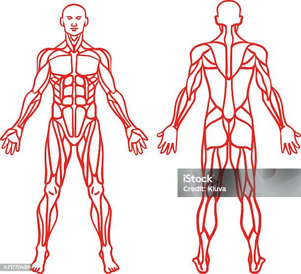 Anatomy Of Male Muscular System Exercise And Muscle Guide Stock Illustration - Download Image Now