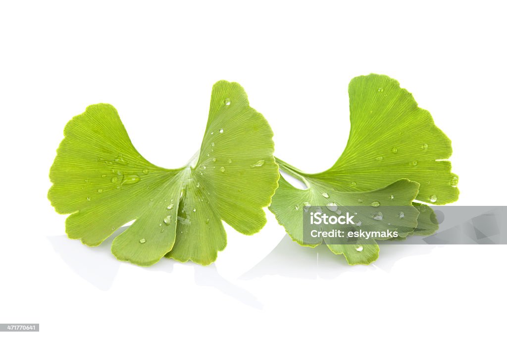 Ginkgo biloba. Ginkgo leaves with water drops isolated on white background. Healthy living. Alternative Medicine Stock Photo