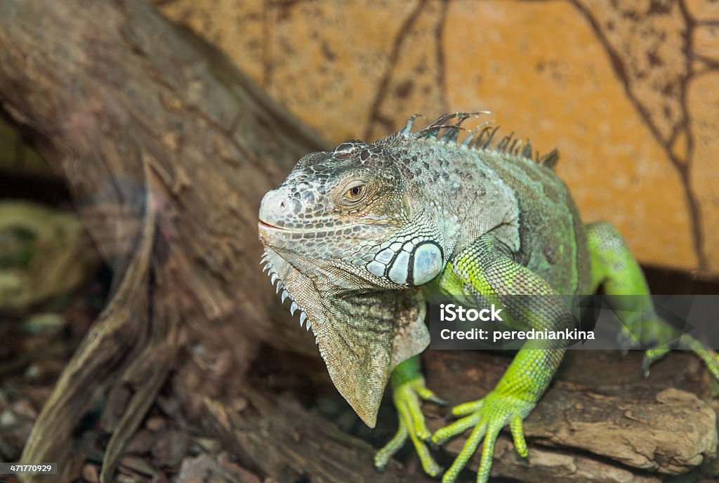 iguana verde - Royalty-free Animais caçando Foto de stock