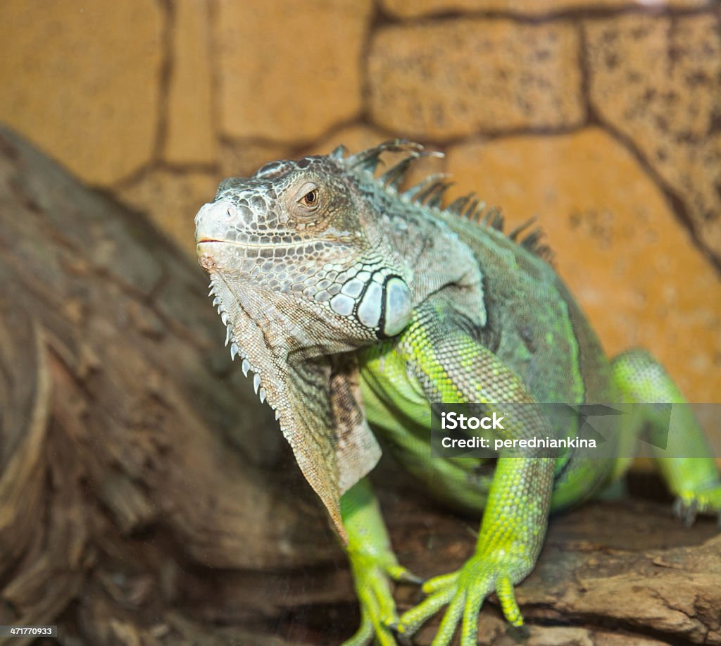 iguana verde - Foto stock royalty-free di Albero