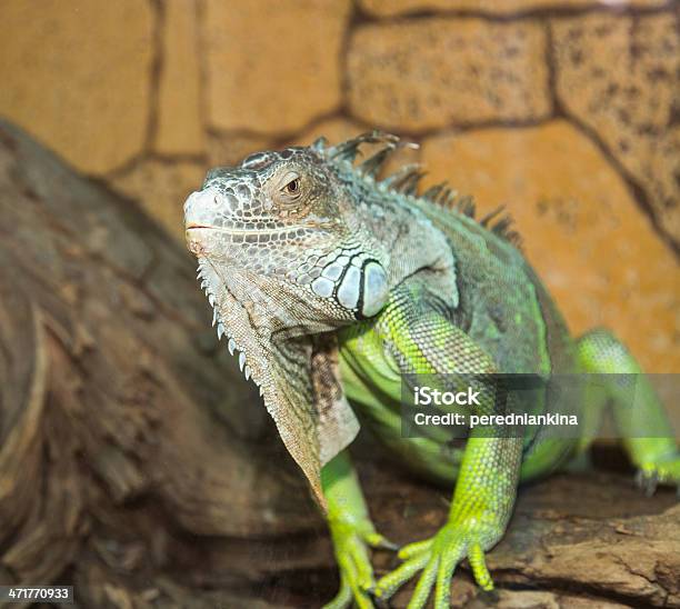 Iguana Verde - Fotografie stock e altre immagini di Albero - Albero, Ambientazione esterna, Ambiente