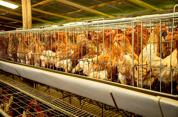 istock Poultry farm hens and eggs, aviary 471770981