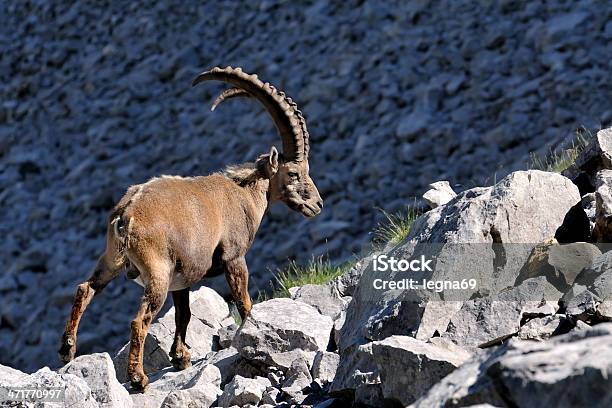 Steinbock Stockfoto und mehr Bilder von Alpen - Alpen, Bedrohte Tierart, Beer - Ort in England