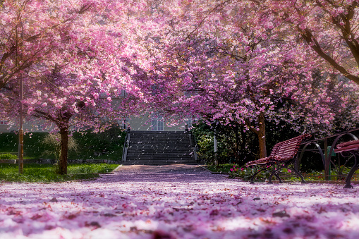 Magic light in cherry tree park, gossamer processed. Wind shaking petals from flowers